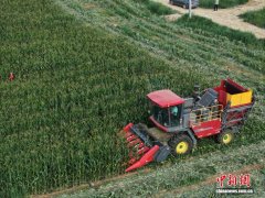 河套金秋的“增收密码”：田成方、果满枝
